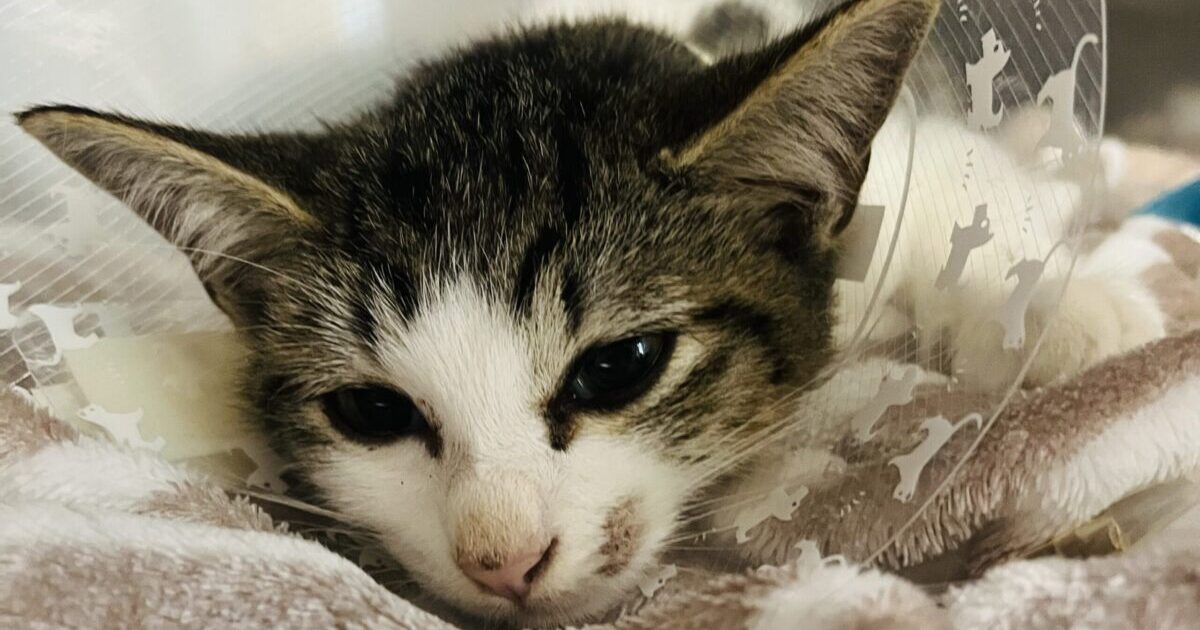 エリザベスカラーを付けた子猫